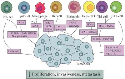 Immunocytes interact directly with cancer cells in the tumor microenvironment: one coin with two sides and future perspectives